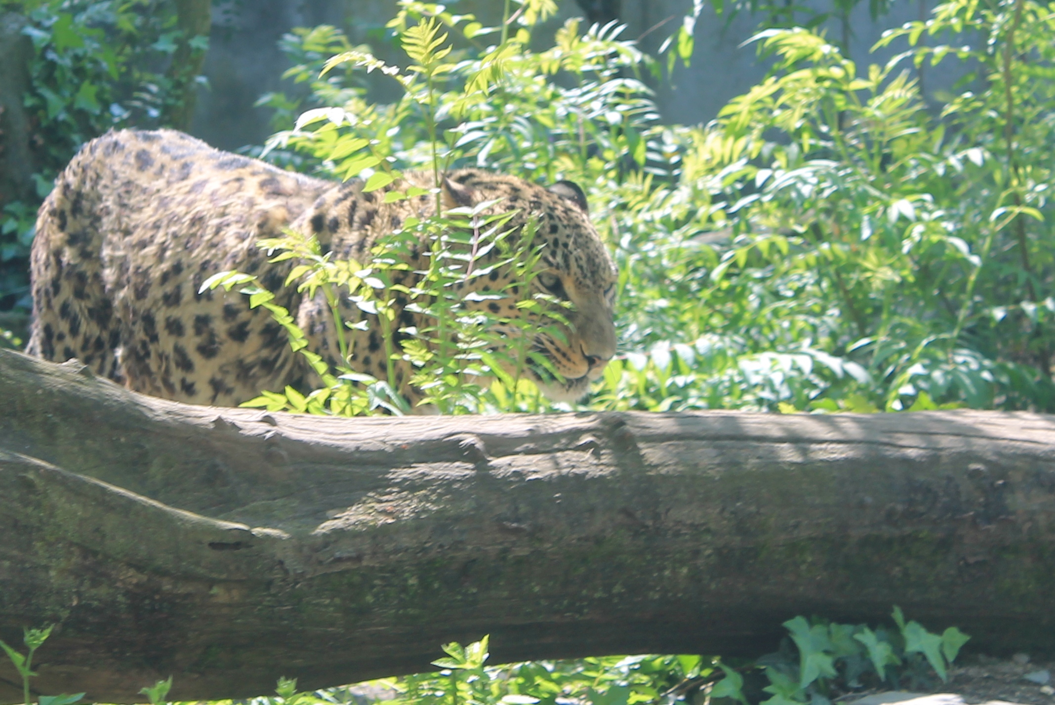 a very large leopard walking through some trees