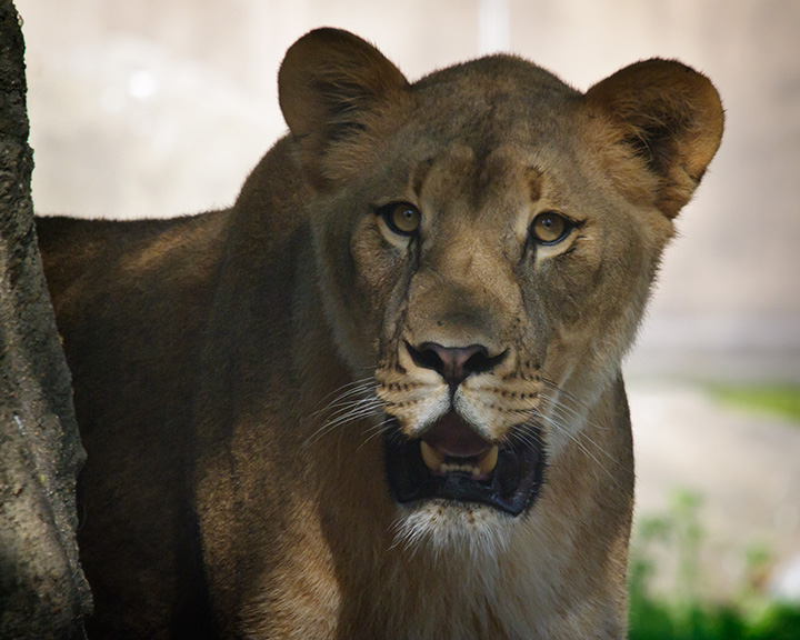 a lion looks off into the distance while standing next to a tree