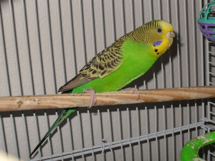 a yellow green and black bird sits on a wooden perch