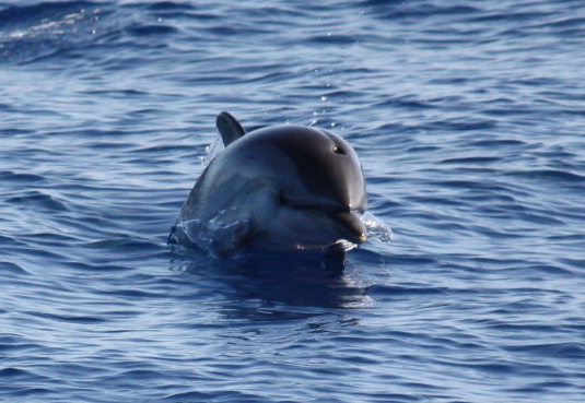 a dolphin swimming close to the shore in the water