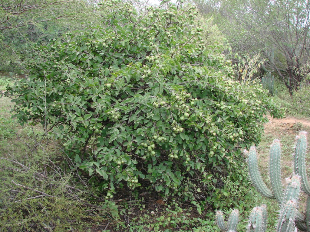 a bush and cactus are seen next to the brush