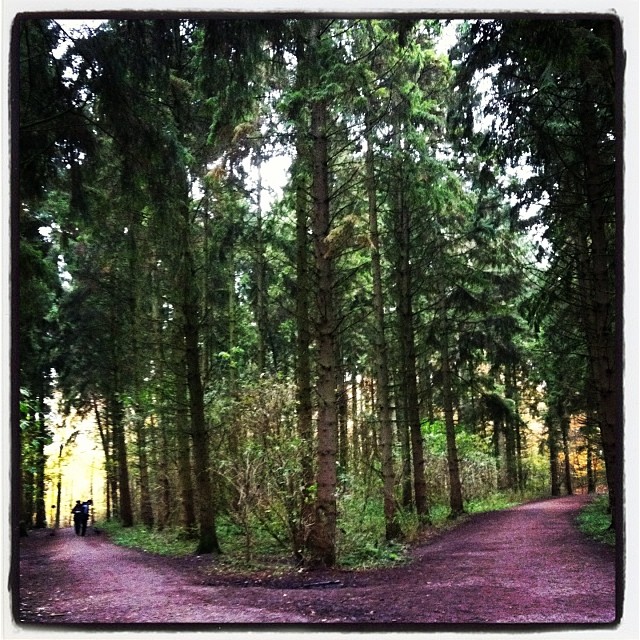 the trail leads through some tall trees with purple flowers