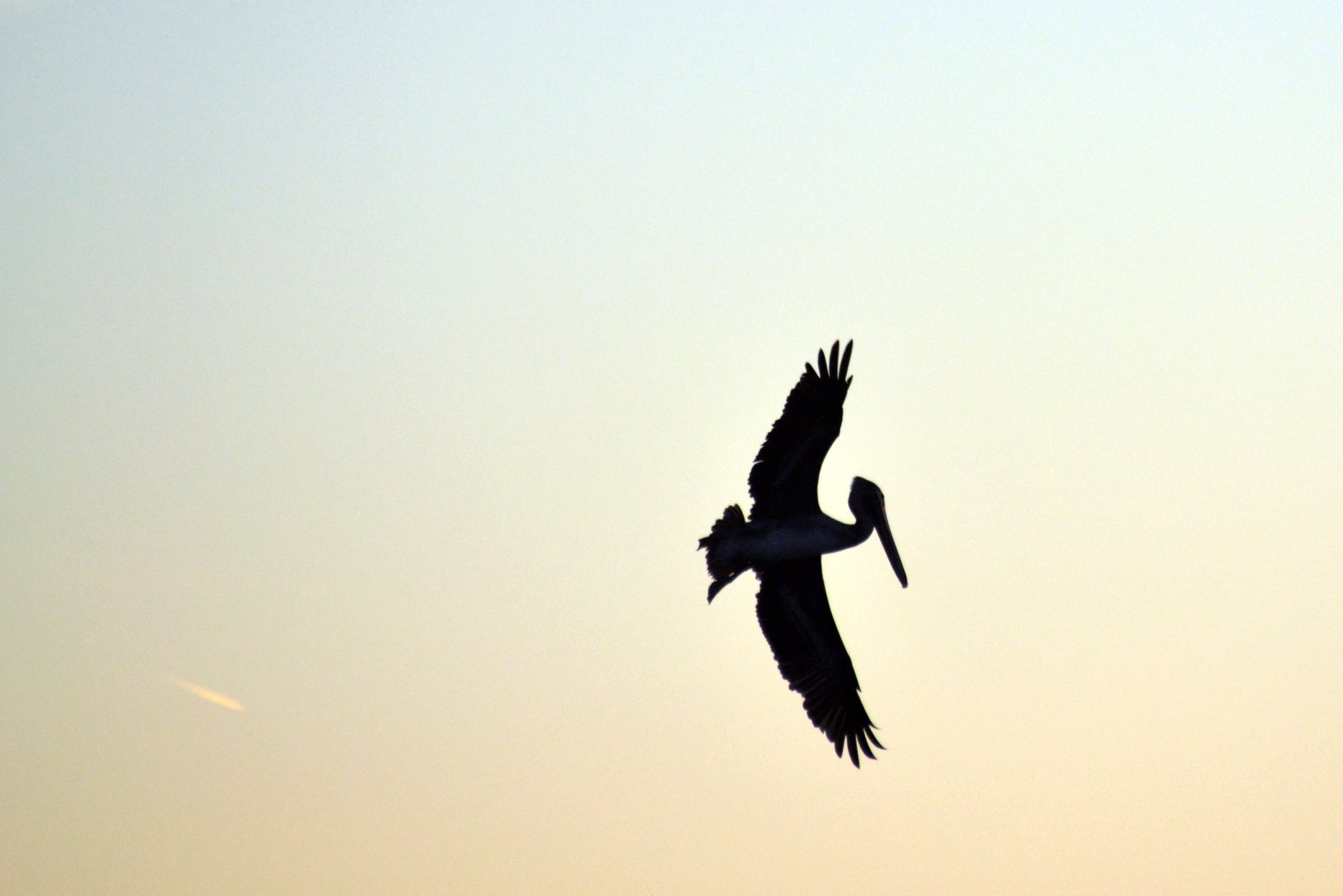 a large bird flying through a hazy sky