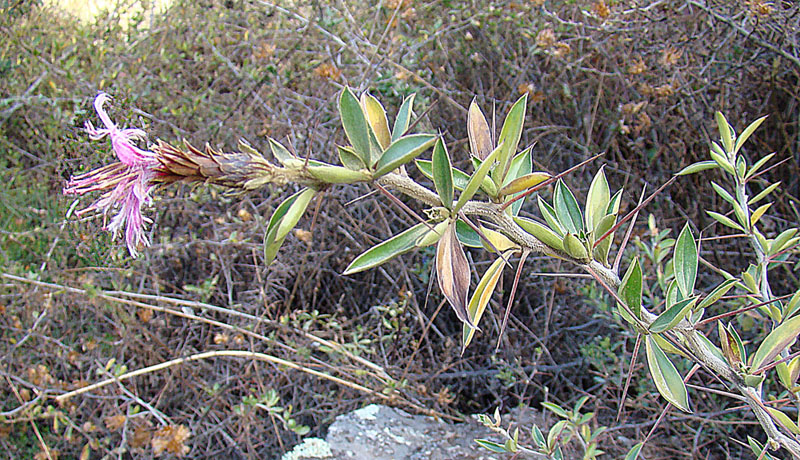 a very pretty looking plant by some big rocks