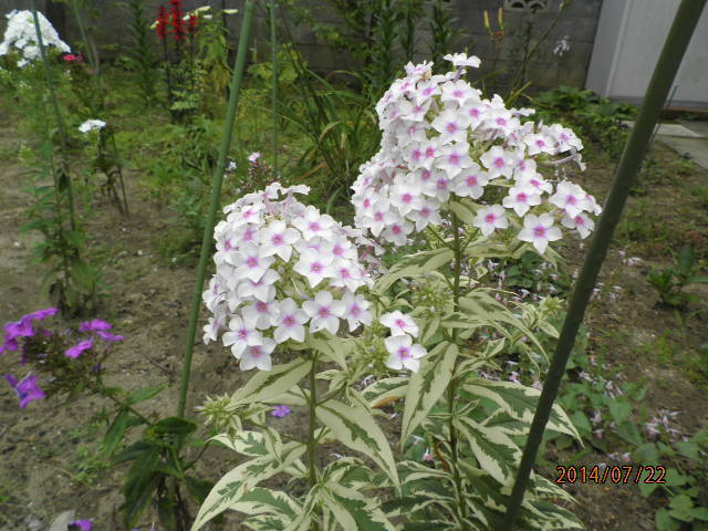 white and purple flowers outside on the lawn