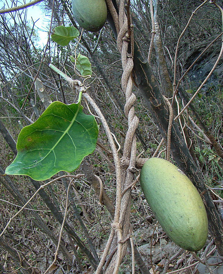 two mangos hanging from a vine with green leaves
