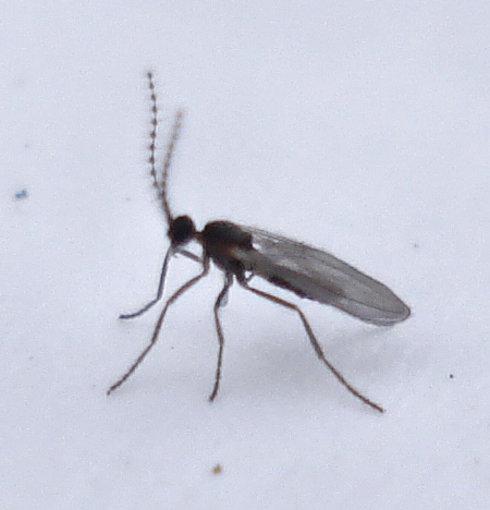a mosquito standing on top of a white substance