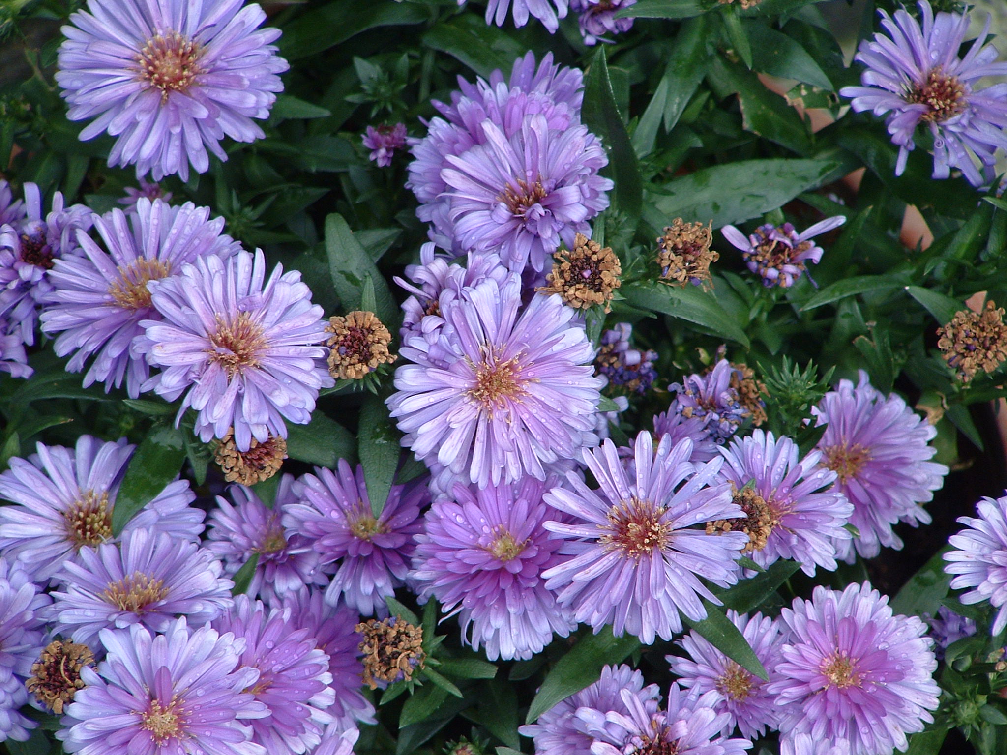 a close up view of pink flowers growing