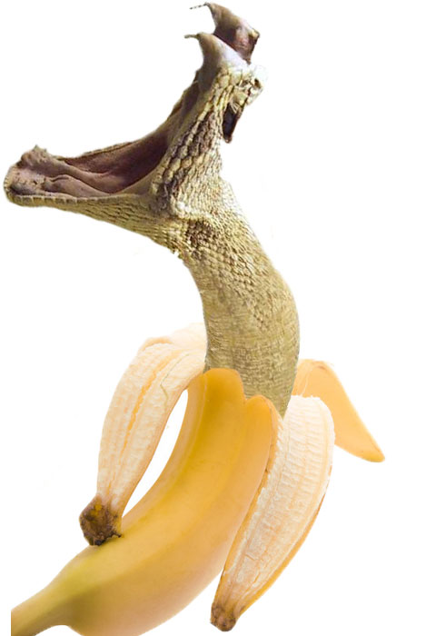 a banana with an alligator's mouth in the middle