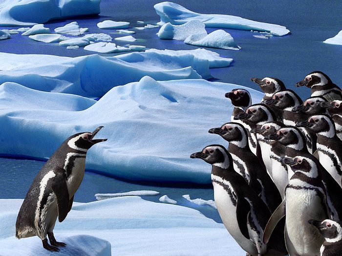 a group of penguins are walking in front of icebergs