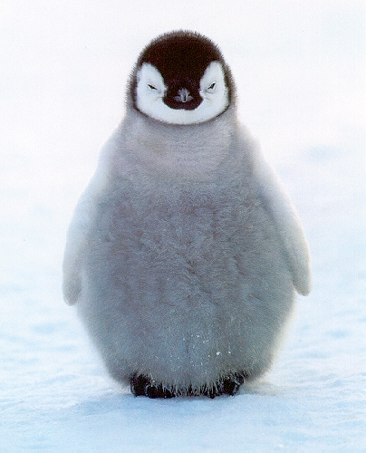 a baby penguin sits on its stomach on a snow covered ground