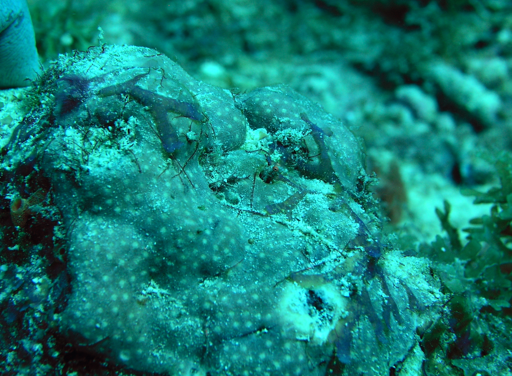 a close up of green sea life on a coral