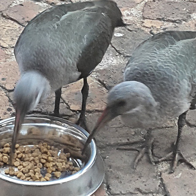 two birds eating food from a metal bowl