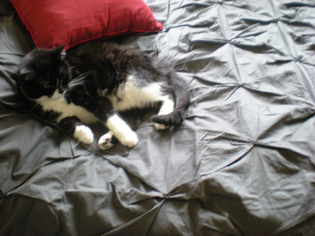 a black and white cat asleep on a bed