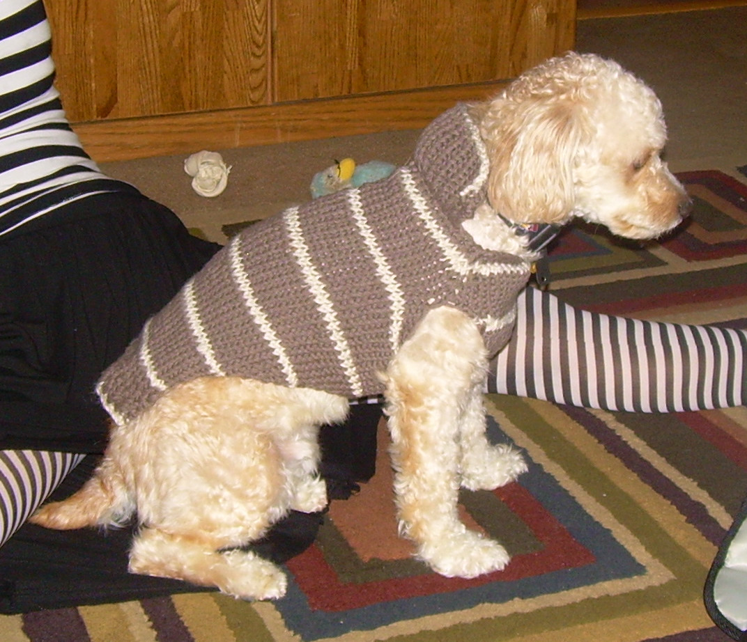 a dog wearing a sweater on the floor