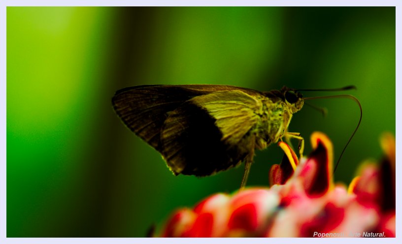 a black and yellow erfly is on some red flowers