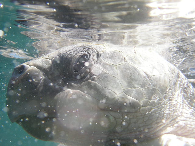 a turtle swims in the water near a pographer