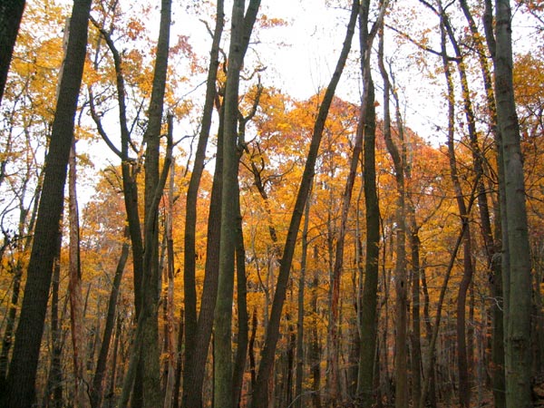 the view in the woods shows an array of tree trunks