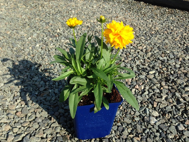 yellow flowers in a blue plastic flowerpot on gravel