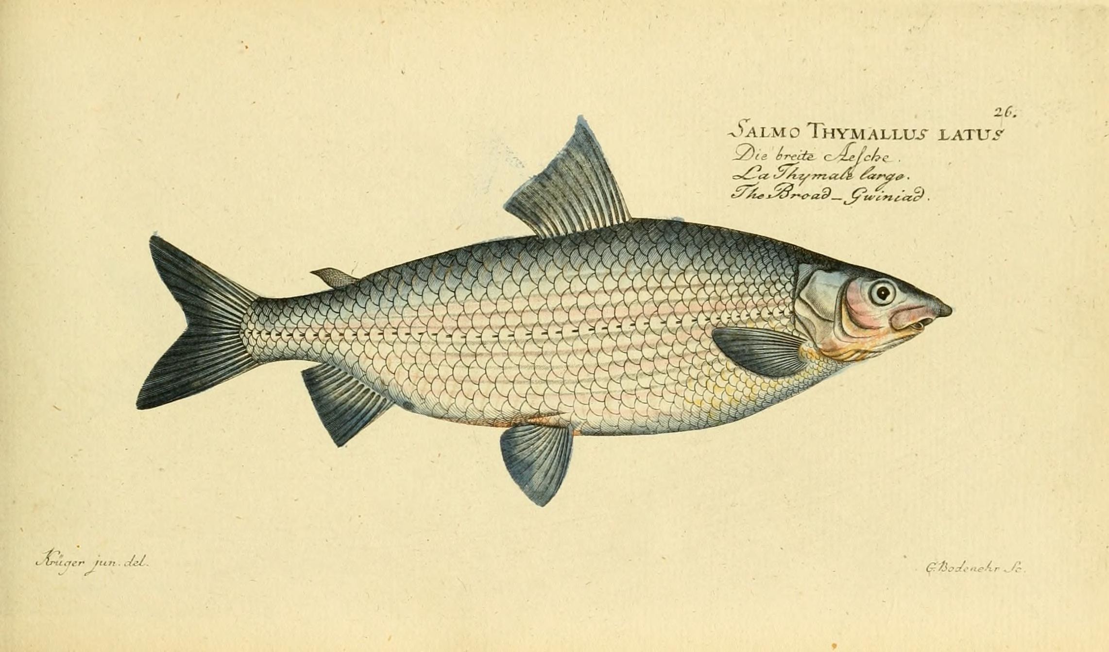 a painting of a fish from a book by anonymous
