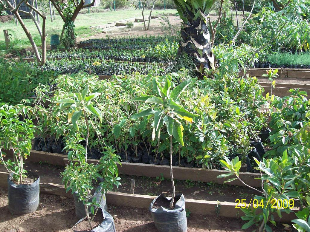 some very large pots filled with plant life