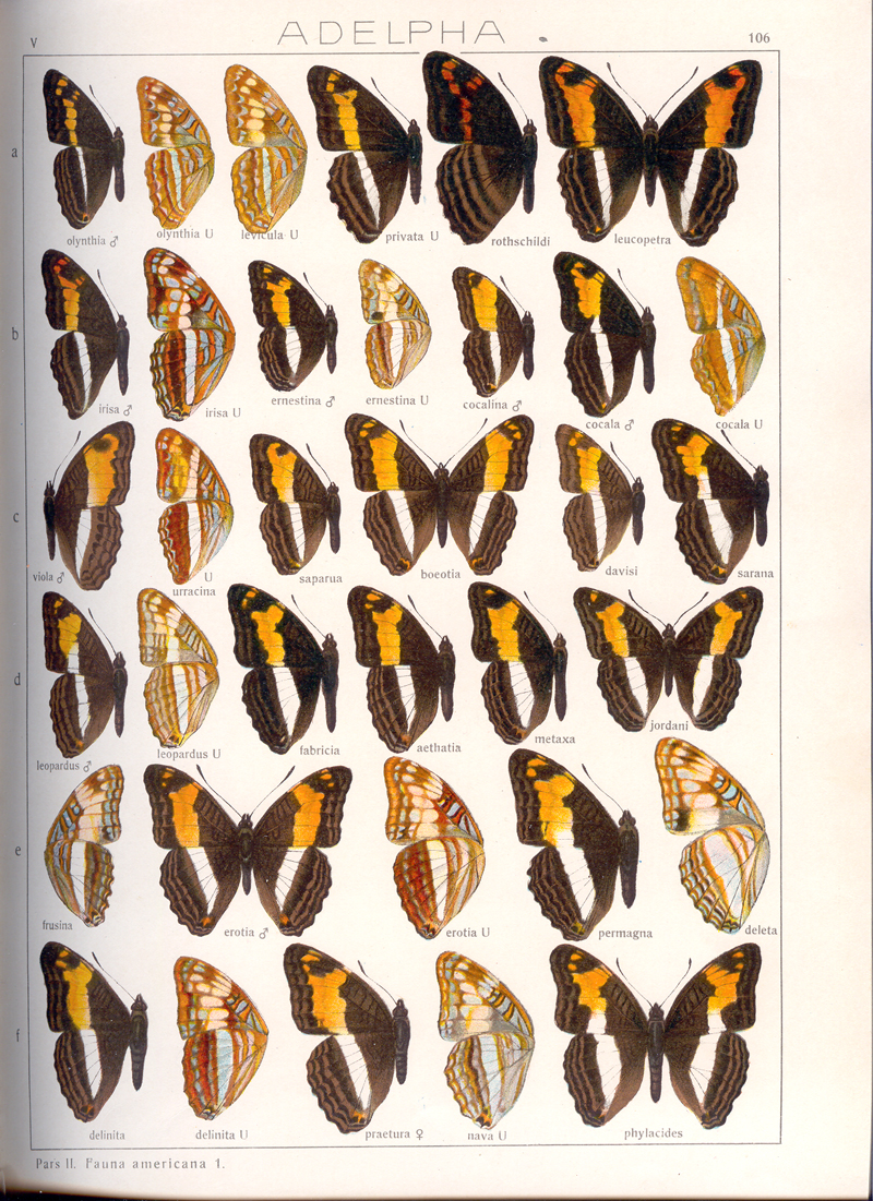 several colorful erflies are arranged in a book