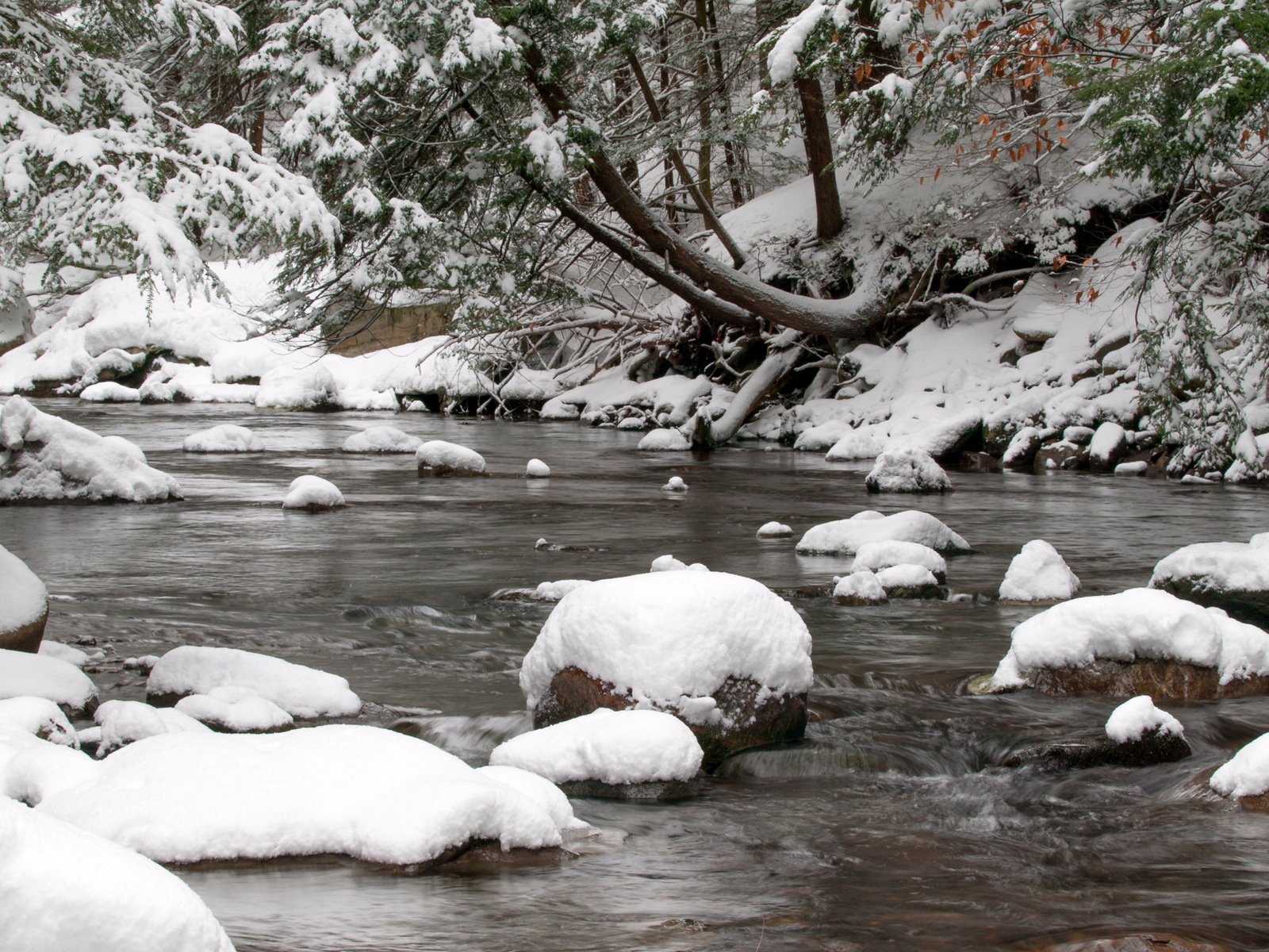 snow covered rocks and trees in a stream