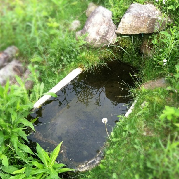a small pond in a grassy area with rocks around it