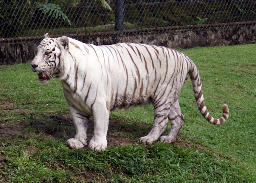 a white tiger walking around a grass covered field