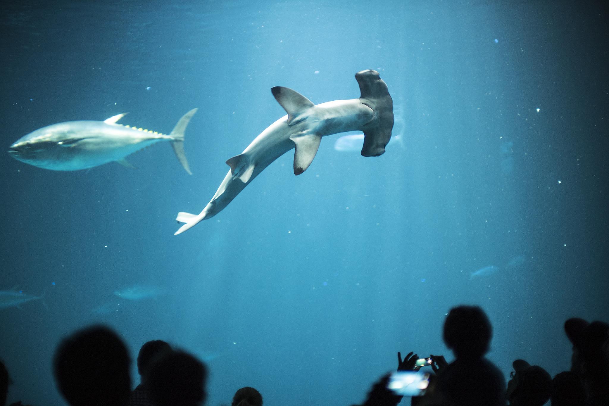 people taking pictures of the sharks and other animal in a tank