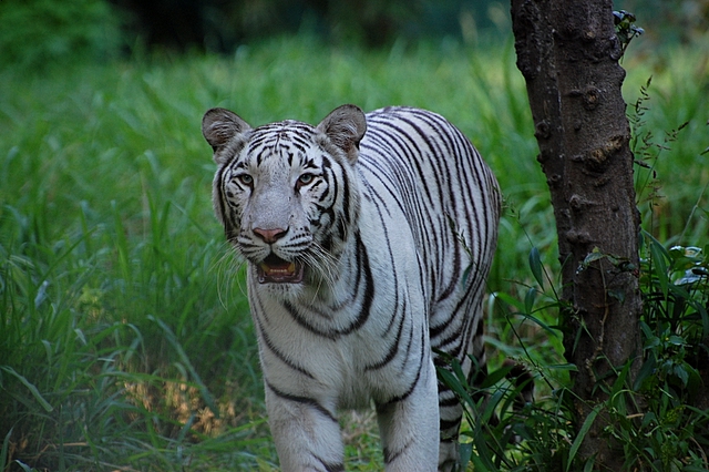 a white tiger standing in the grass beside a tree