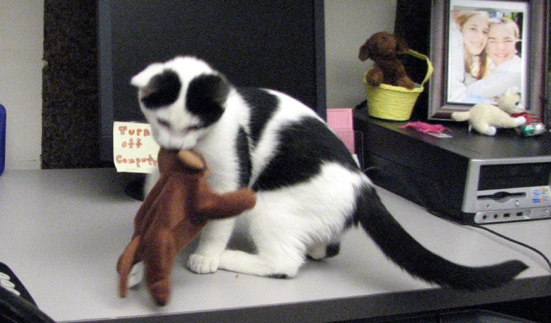 the kitten is hugging a toy monkey on top of a desk