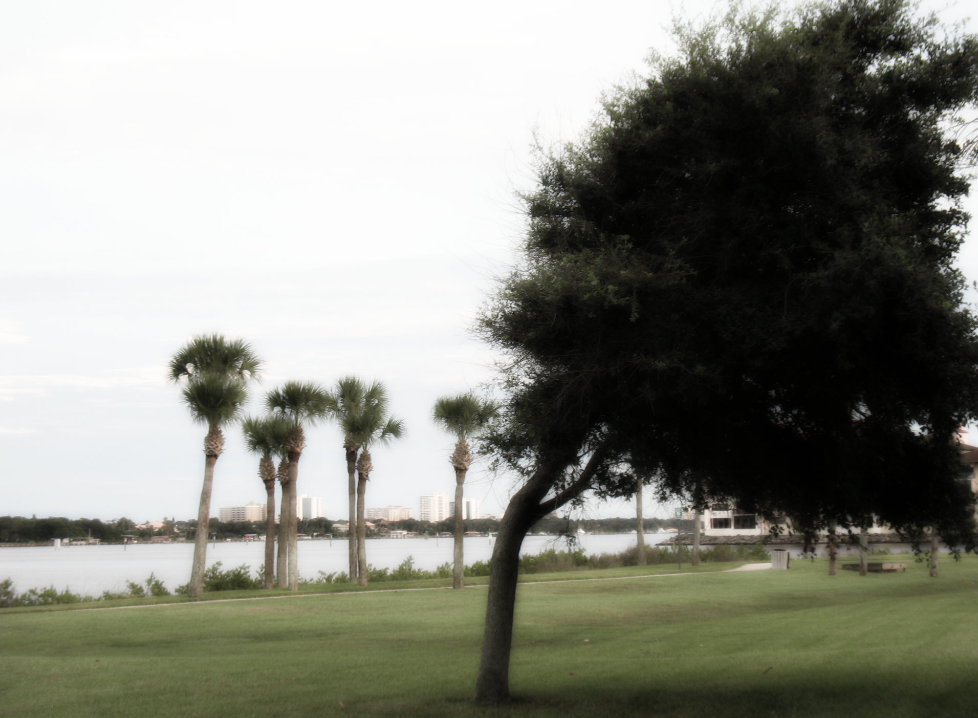 palm trees and palm trees in front of a body of water