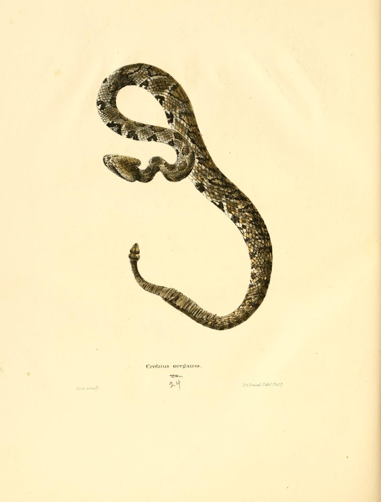 this is an old print of a snake