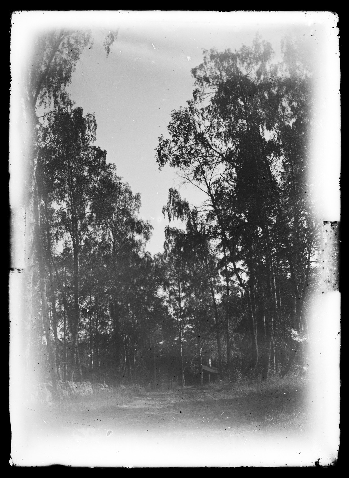 black and white image of trees and a bench