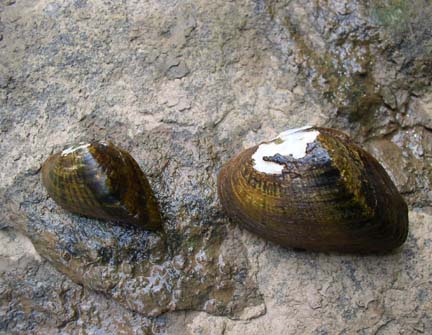 a small group of brown shells sitting on a rock