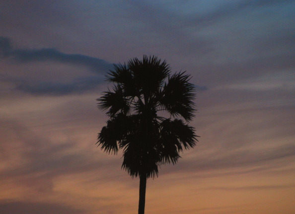a palm tree in front of some clouds