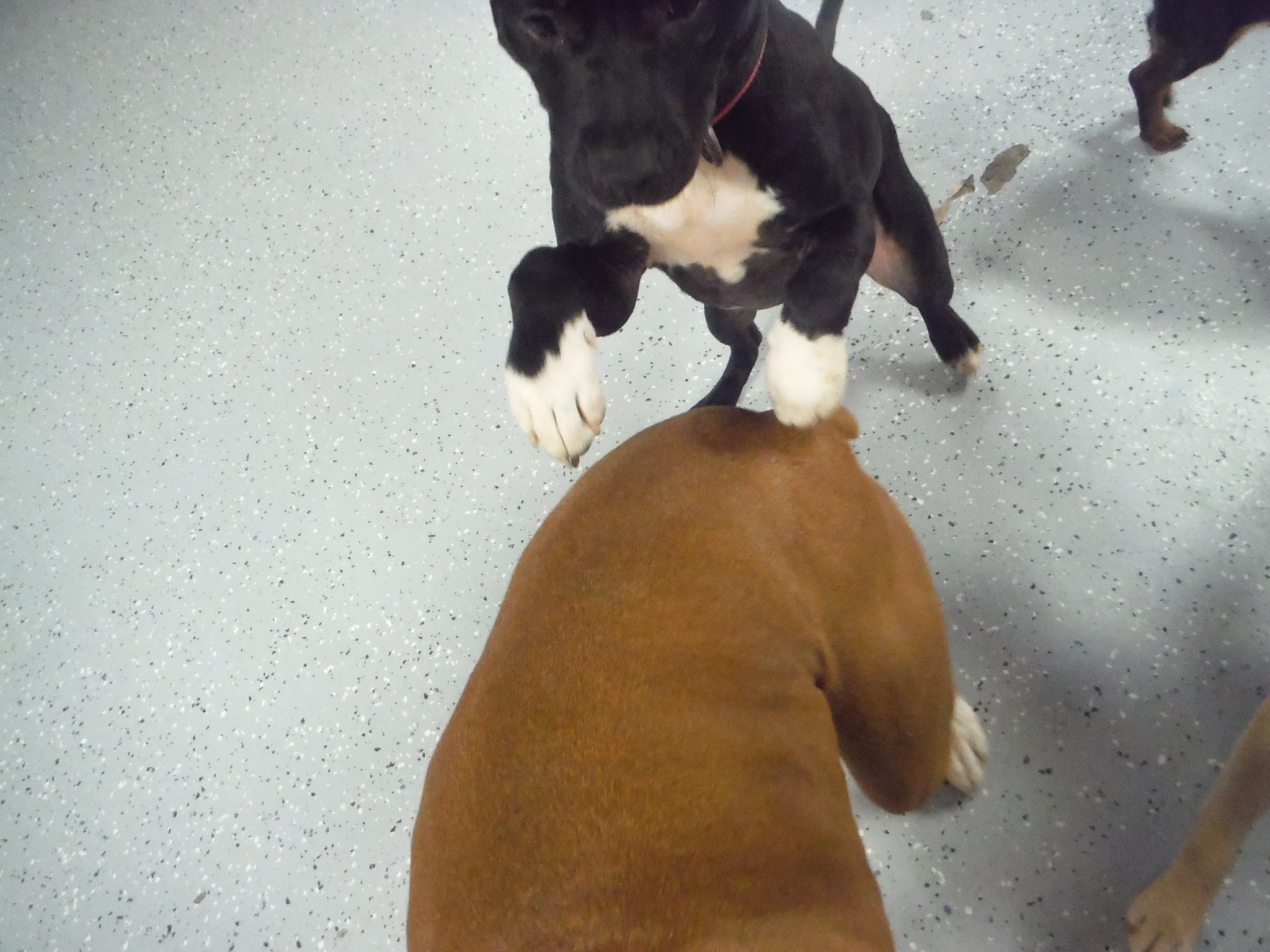 the three dogs are standing on the ground with their paws hanging over one another