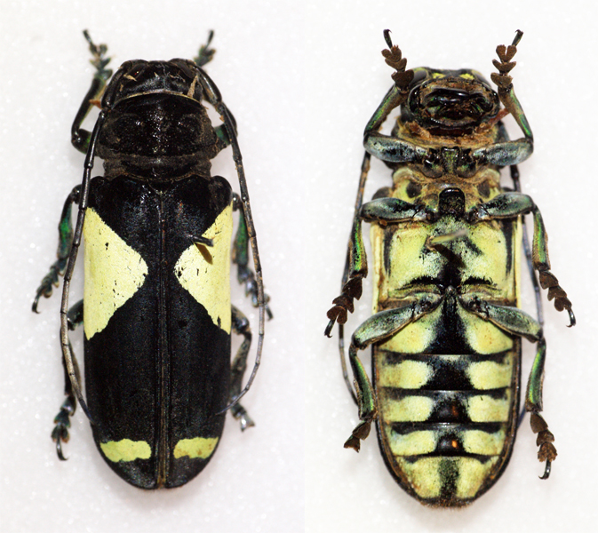 two beetles with different colors on them on a white background