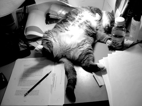a cat sleeping on top of papers and pencils on the desk