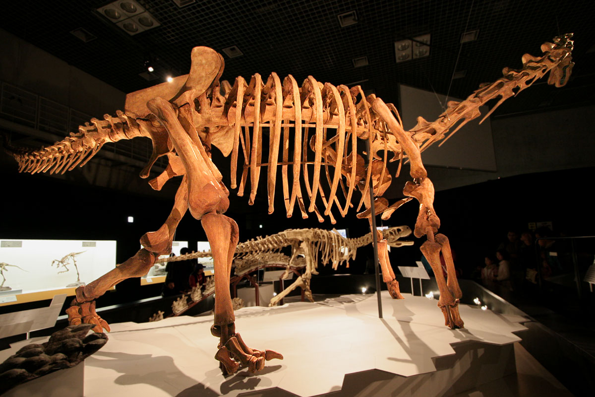 an animal skeleton is displayed on display in a museum