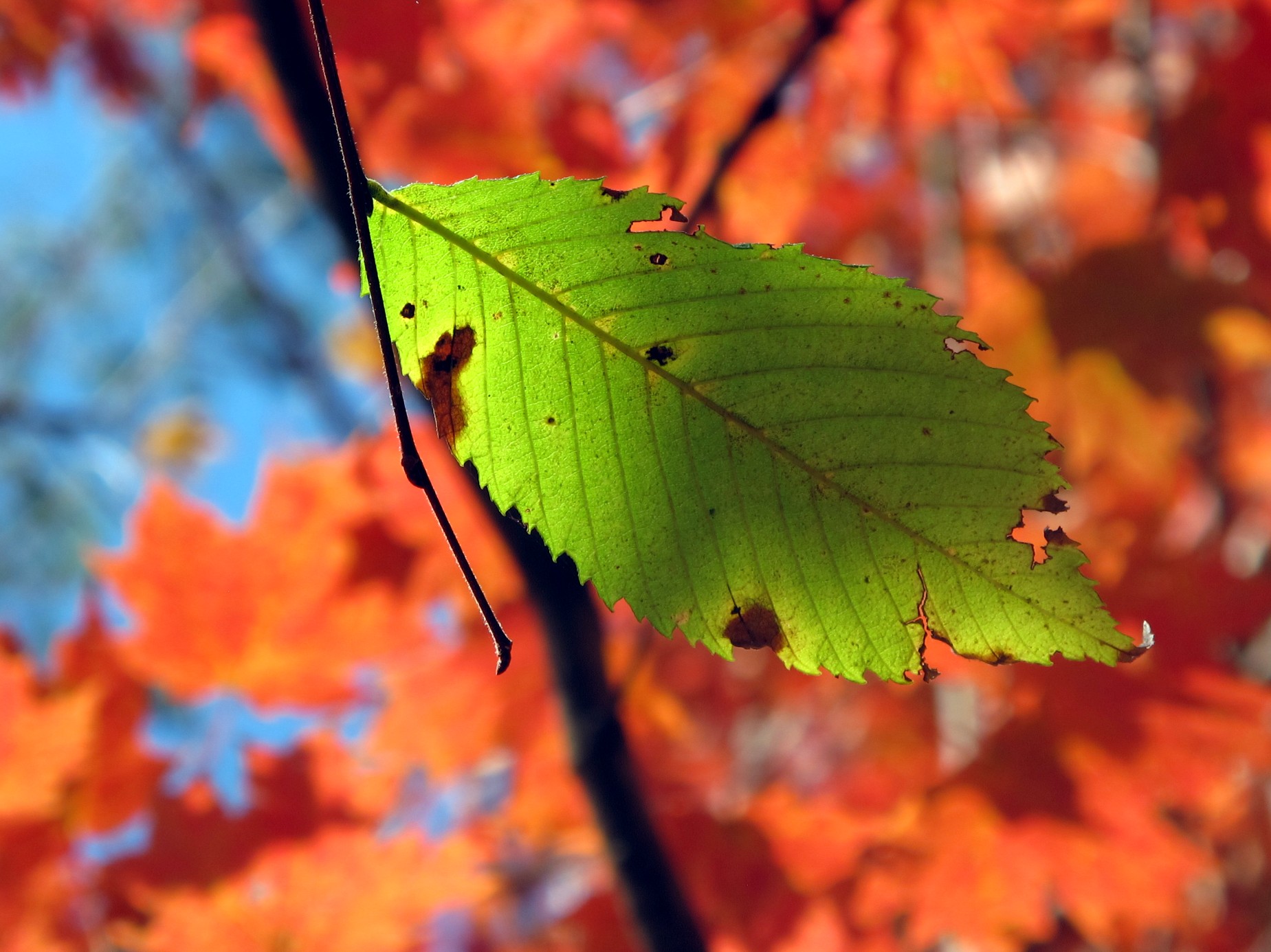 an image of a green leaf against the blue sky