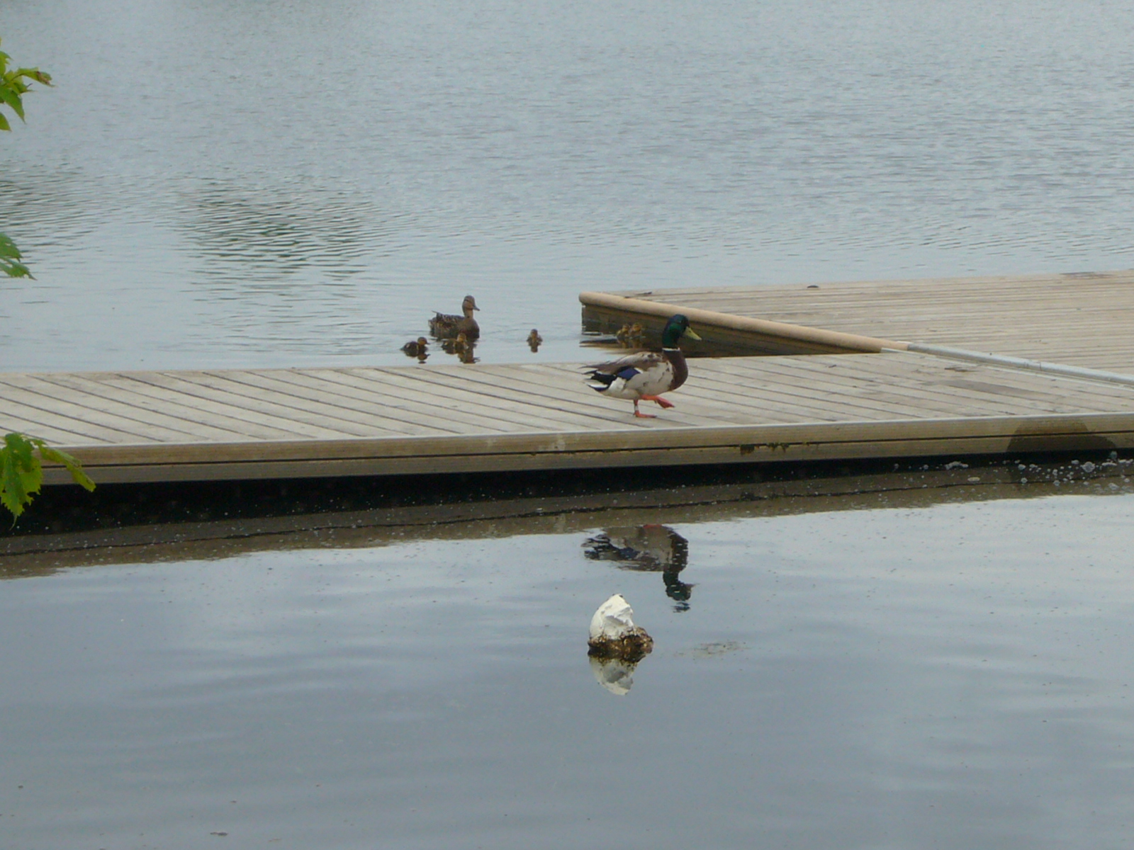 ducks and birds sitting on the dock next to water