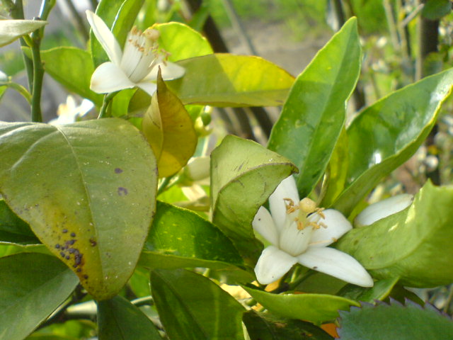 a small white flower in a tree