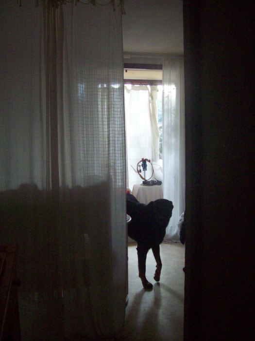 the dog is standing near the window at night