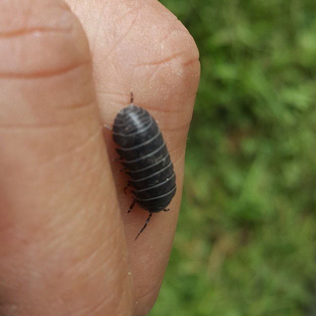 a bug that is standing on a finger