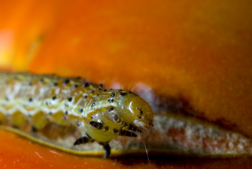 a close up of an animal on a orange surface
