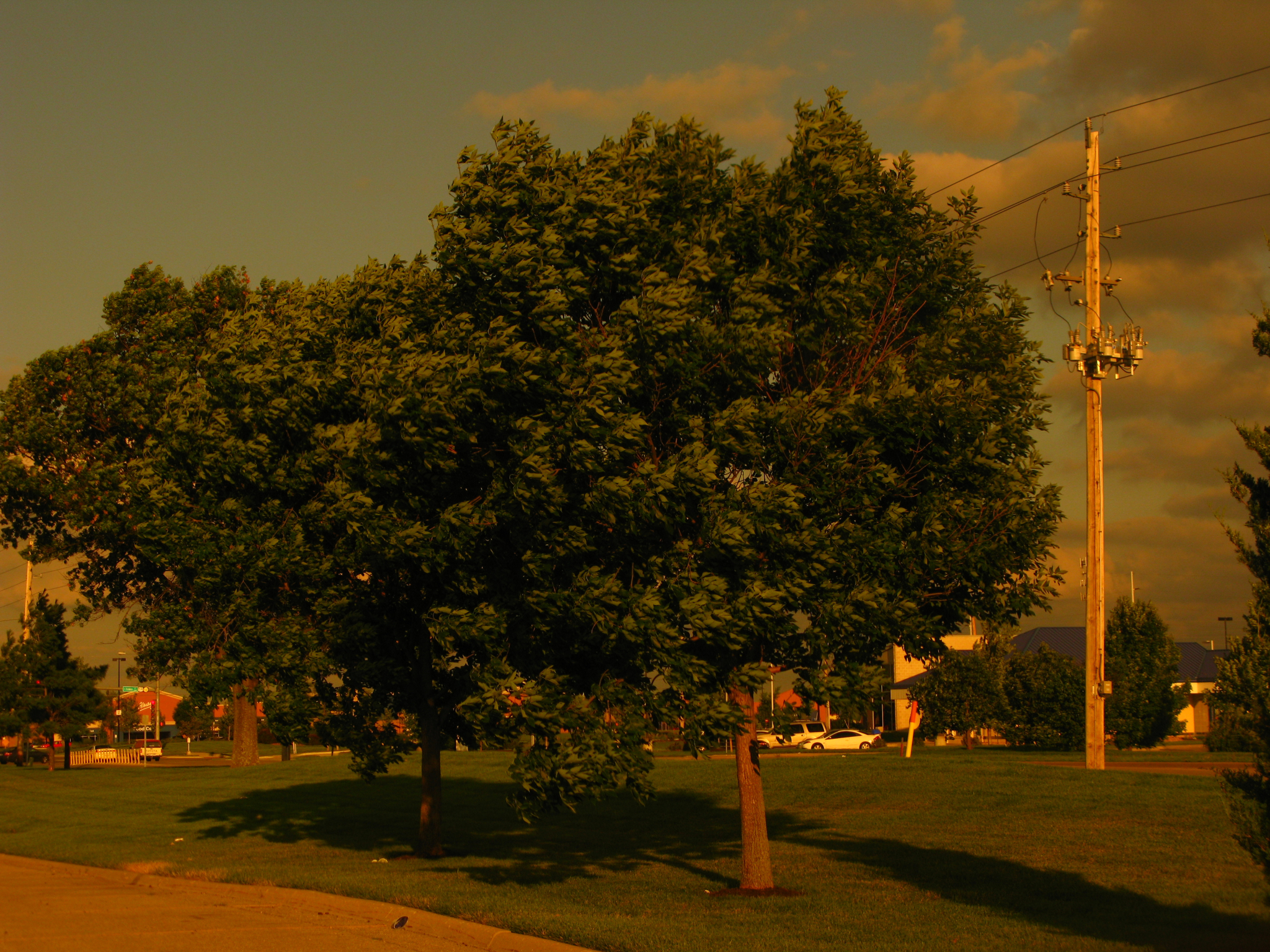 a lone tree is on the grass on a cloudy day