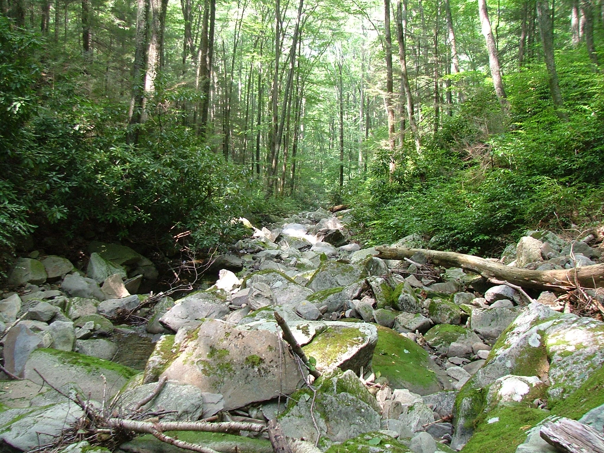 rocky mountain stream with trees in the background