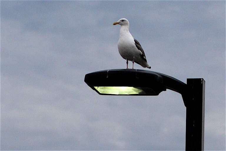 a seagull perches on a street light post